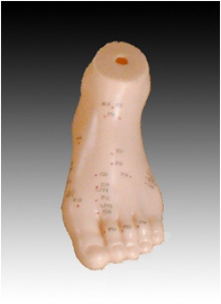 Модель для акупунктуры Стопа,  13cm
